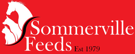 Sommerville Feeds