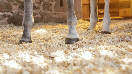 Horse Bedding