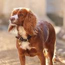 Digby & Fox Fine Rope Collar