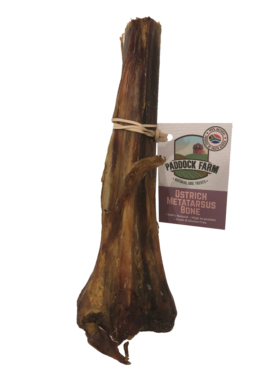 Antos Metatarsus Bone