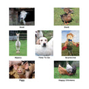 Kevin Milner Countryside Cards - Little Bo Peep