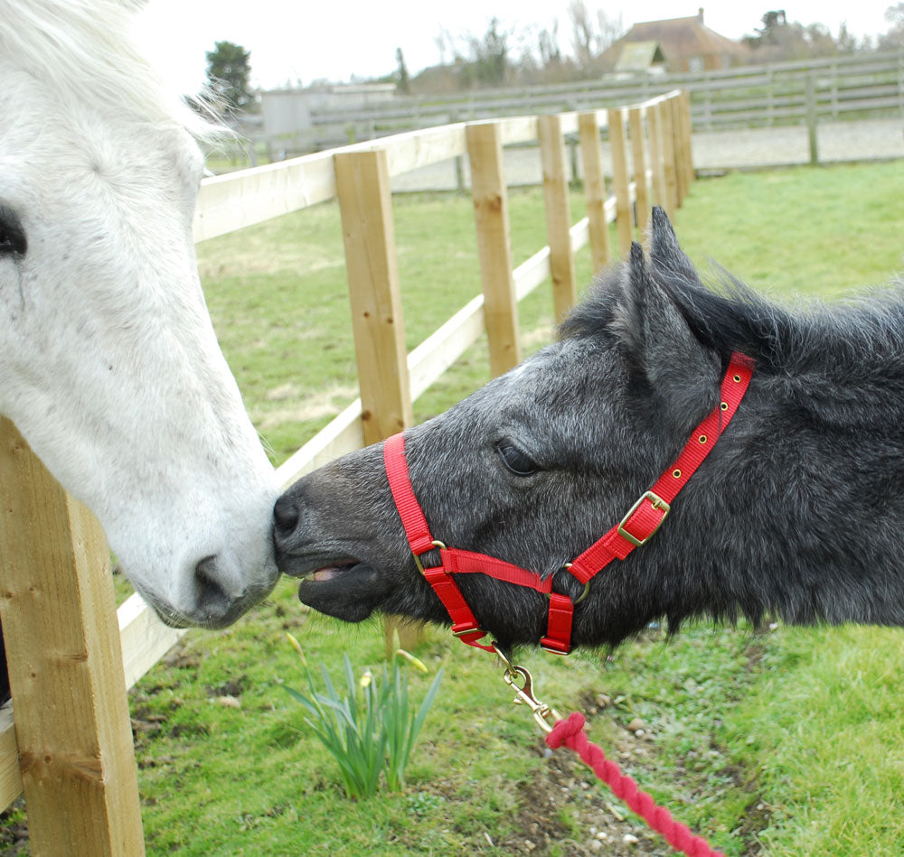 Rhinegold Nylon Headcollar - Foal